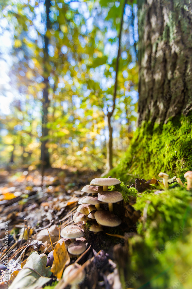 Obraz premium Mushrooms growing on a tree trunk in autumn in the sunshine
