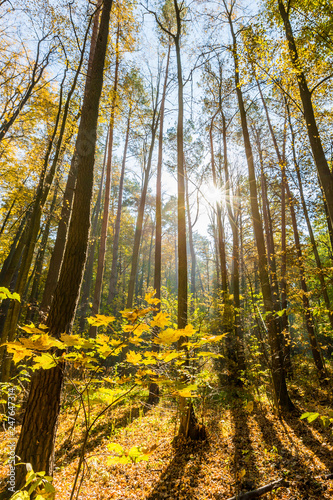 Autumn forest in the sunshine at noon