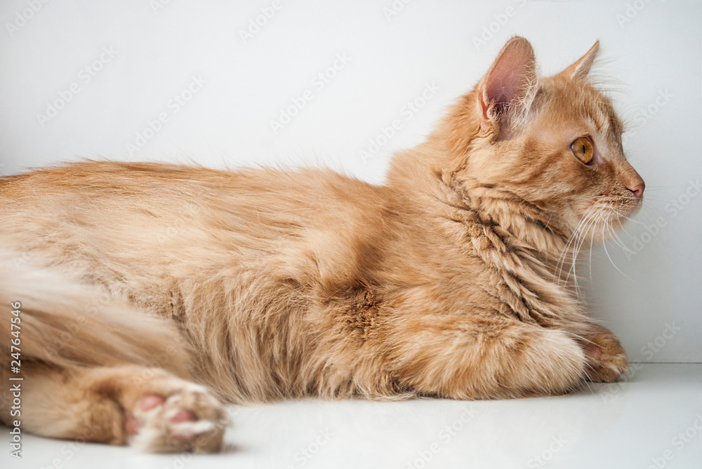 Orange furry cat at home. Cute ginger cat siting on window sill and looking curiously. Red cat indoor. Comfort home zone. Domestic pets