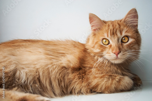 Orange furry cat at home. Cute ginger cat siting on window sill. Red cat indoor. Comfort home zone. Cat is looking at camera. Domestic pets