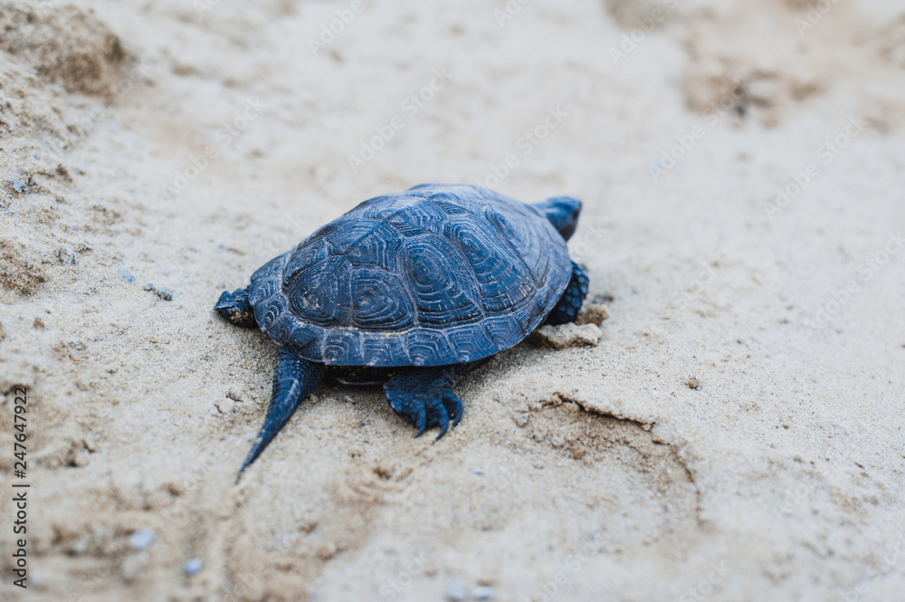 Obraz premium turtle on a rock