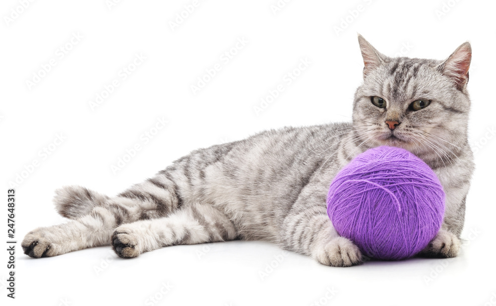 Obraz premium Kitten and ball.