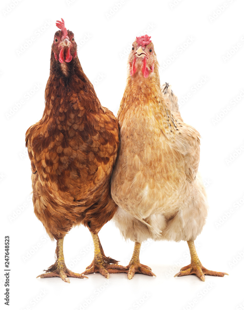 Fototapeta Dwa brązowe kurczaki.