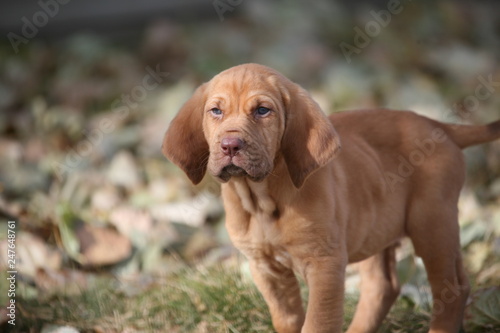 Bloodhound Puppy 
