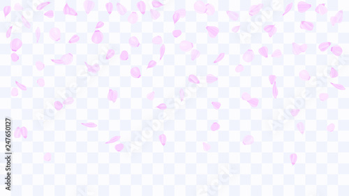 Flying rose petals. Background of flower petals. Confetti from flower petals. Pink petals of blooming cherry, sakura. Female, spring background. Greeting card design elements. Transparent background.