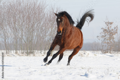 Braunes Pferd rennt im Schnee