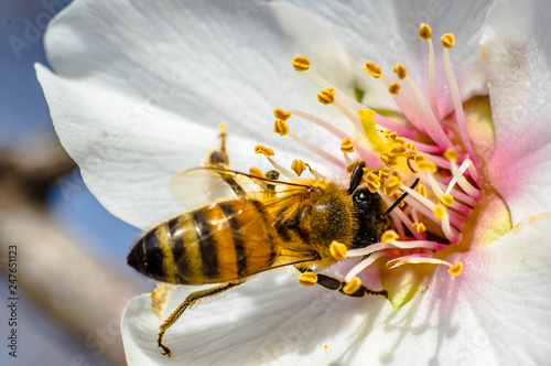 Bee Bumblebee Hornet Wasp Sirfide Hoverfly Flower of Almond Tree