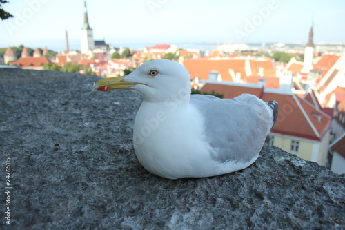 Gull