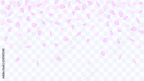 Flying rose petals. Background of flower petals. Confetti from flower petals. Pink petals of blooming cherry, sakura. Female, spring background. Greeting card design elements. Transparent background.