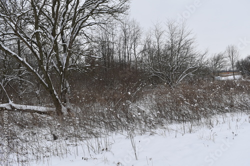 Wallpaper Mural winter landscape with trees Torontodigital.ca
