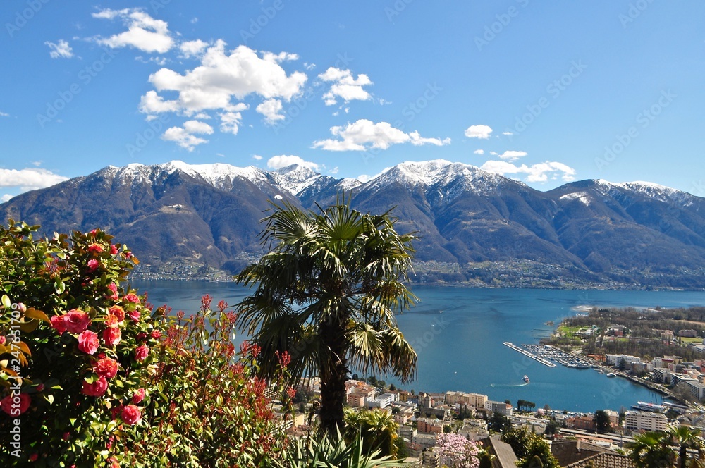Seeblick mit Palme - Panorama auf die Schneeberge, die Stadt Locarno und den Lago Maggiore im Tessin - See in der Schweiz bis nach Italien