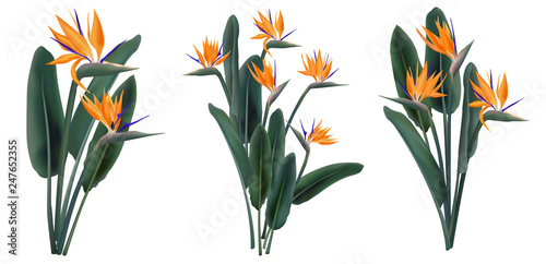 Strelitzia Reginae tropical flower bouquets set