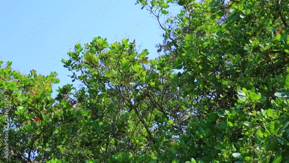 Deep green foliage of cashew nut trees blowing in a breeze with a bright blue sky background. Cashews growing on a farm in rural India. Commercial cashew nut production.