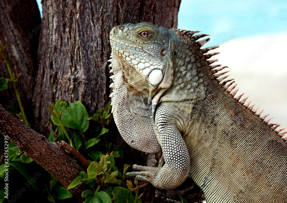 Obraz premium Closeup of an Iguana Lizard