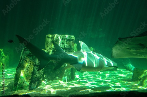 Sun beam pierce aquarium and shining on shark © JMP Traveler