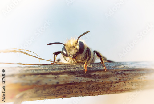 Syrphidae a bee-like fly photo