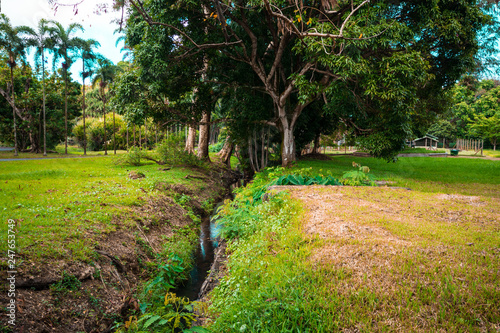 Fototapeta Naklejka Na Ścianę i Meble -  Botanical Garden Pamplemousses, Mauritius. Sir Seewoosagur Ramgoolam Botanical Garden 