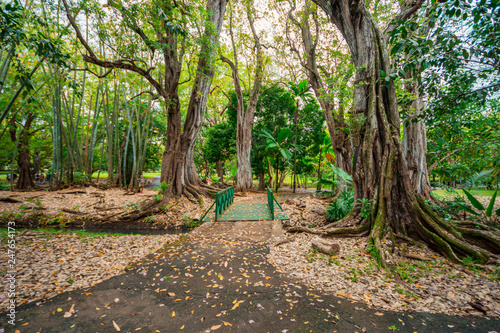 Foto Botanical Garden Pamplemousses, Mauritius