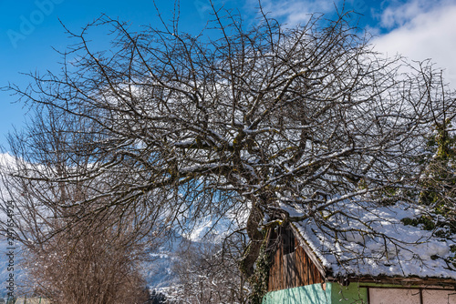 Kirschbaum im Winter © driendl