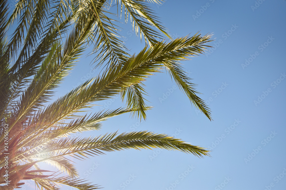 Tropical palm on blue sky, beautiful palm leaves, background Tropical palm on blue sky, beautiful palm leaves, background