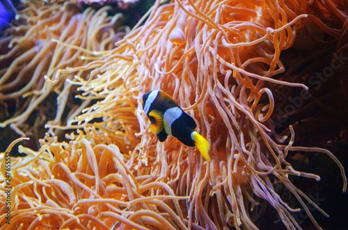 Clown Fish swimming in front of sea anemone