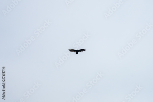 Wild eagle flying above Point Reyes point in California. photo