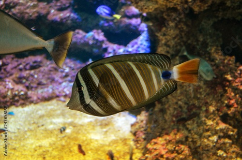 Close up on medium size fish in salt water tank