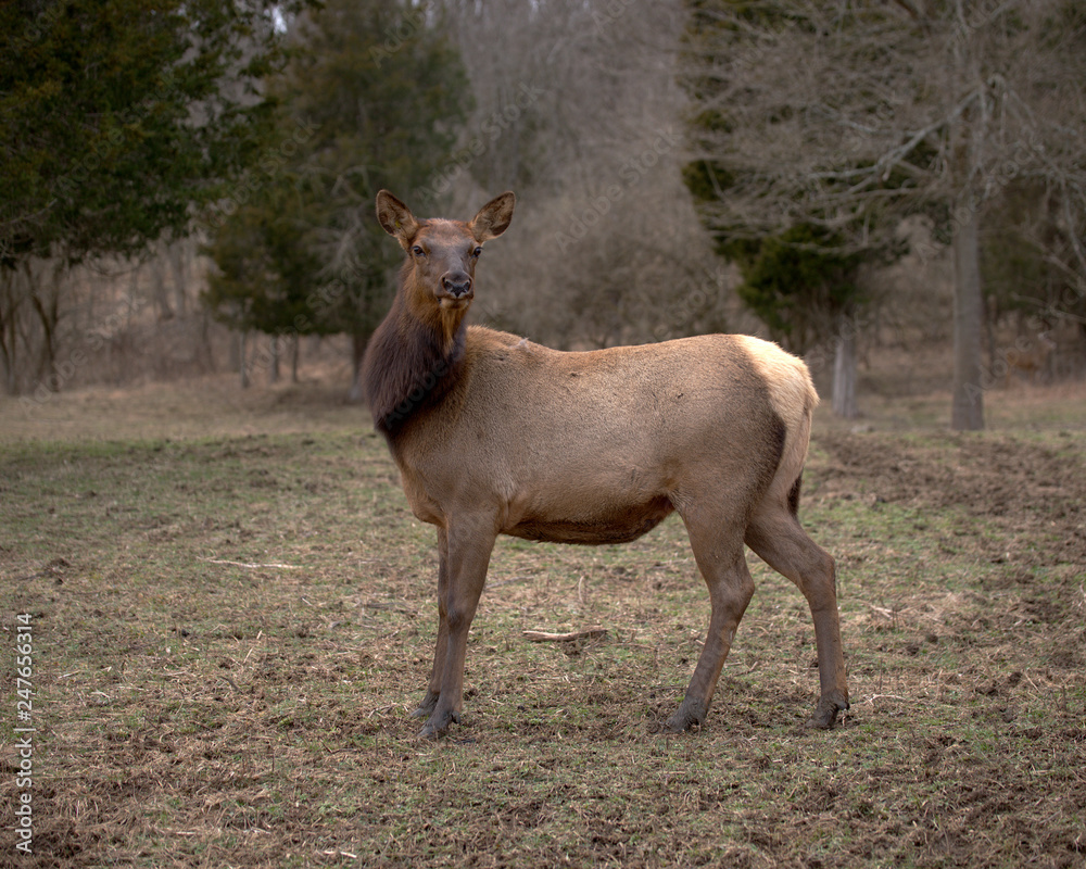 Fototapeta premium FEMALE ELK