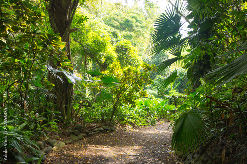 Fototapeta Naklejka Na Ścianę i Meble -  La Vanille Natural Park Mauritius
