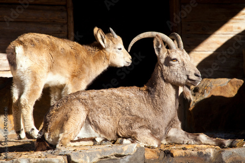 Ibex in Captivity