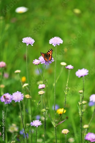 Schmetterling Kleiner Fuchs (Aglais urticae) auf Mähwiese mit Wiesenskabiosen im Schwarzwald