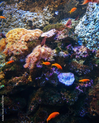 Small fishes swimming in front of coral reef
