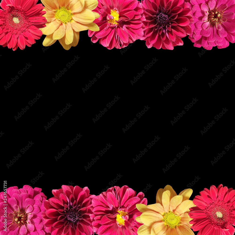 Obraz premium Beautiful floral backdrop of dahlias, chrysanthemums and tsiny 