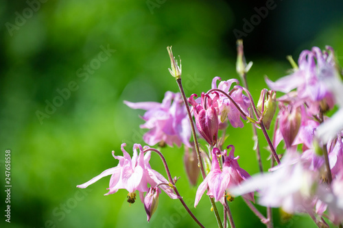 Sommerblümchen