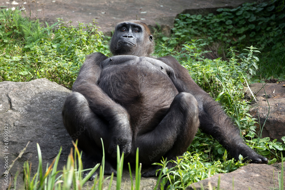 Obraz premium Black gorilla resting in bright sunlight