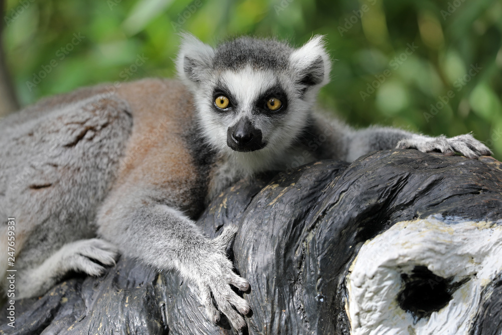 Obraz premium Ring Tailed Lemur