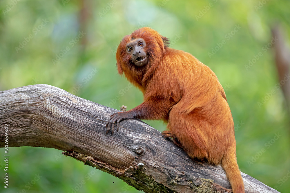 Golden lion tamarin monkey climbing on tree Golden lion tamarin monkey climbing on tree