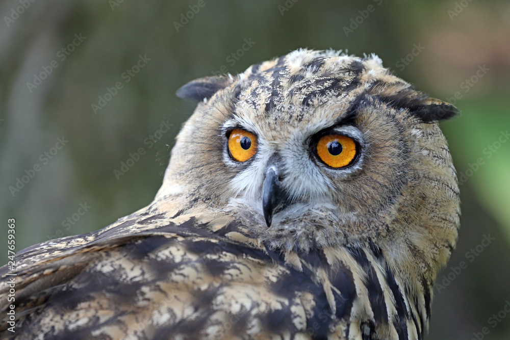 Obraz premium Eurasian Eagle Owl