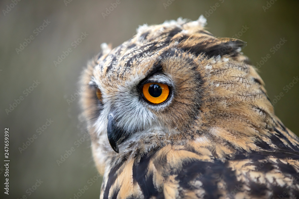 Obraz premium Eurasian Eagle Owl