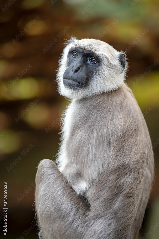 Obraz premium Hanuman langur portrait