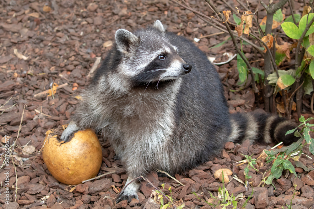 Naklejka premium Raccoon carrying vegetable in autumn field