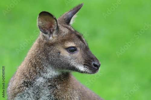 red-necked wallaby or Bennett's wallaby (Macropus rufogriseus), medium-sized macropod marsupial
