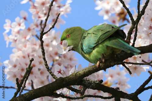 Fotografie, Obraz Rose-ringed parakeet