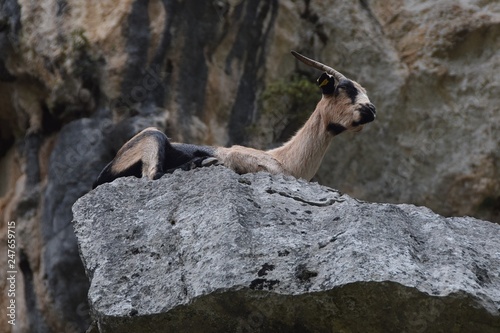 cabra en monta  a