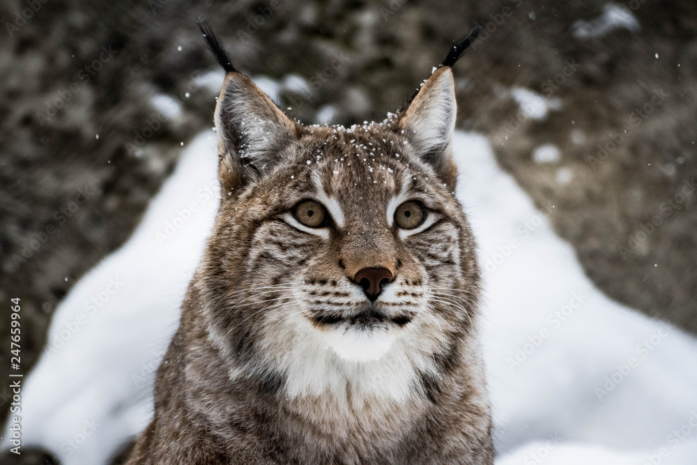 Fototapeta premium Lynx closeup
