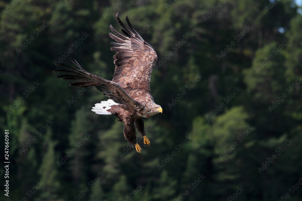 Fototapeta premium Always problems with small feathers