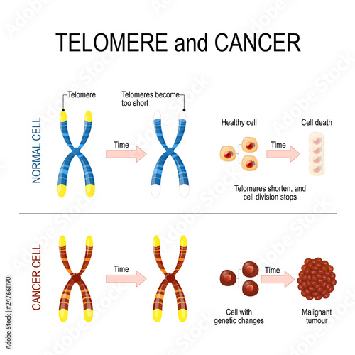 Chromosome and telomere for healthy and cancerous cells