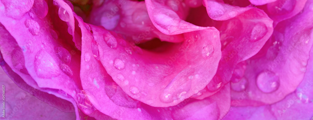 Beautiful pink rose petal closeup. Flowers background. Beautiful pink rose petal closeup. Flowers background.