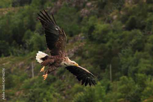 Lofoten's eagle approaching the surface of a fiord 
