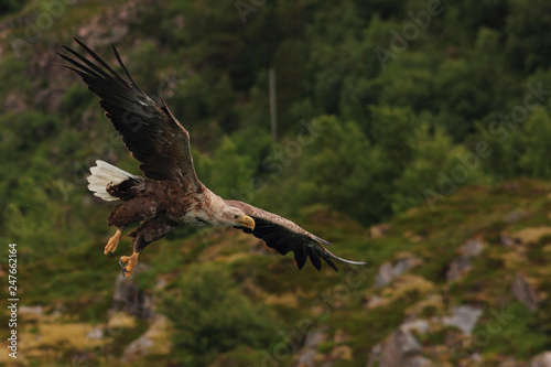 Sea Eagle landing on the Lofoten's fish restaurant 